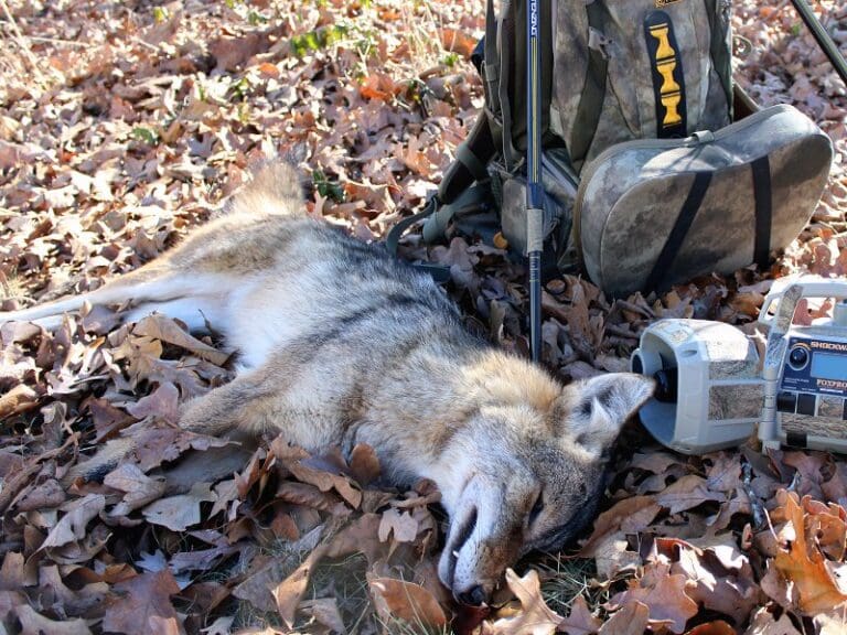 3 Things To Do Before Predator Hunting This Winter